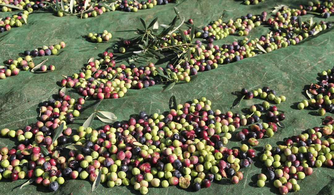 best time to visit italy in october for the olive harvest