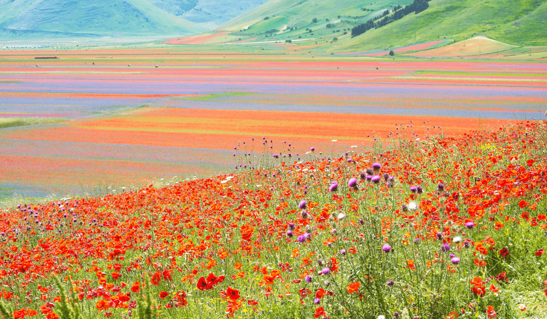 best time to visit italy to see the flowering of the lentil fields in castelluccio