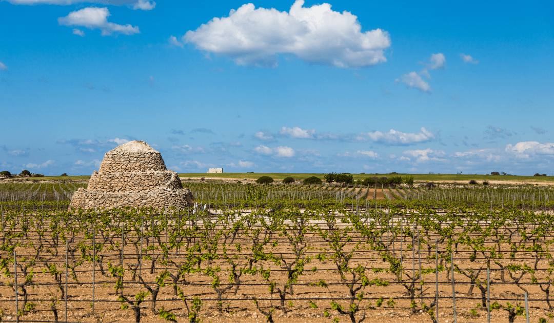 PUGLIA WEATHER WINE