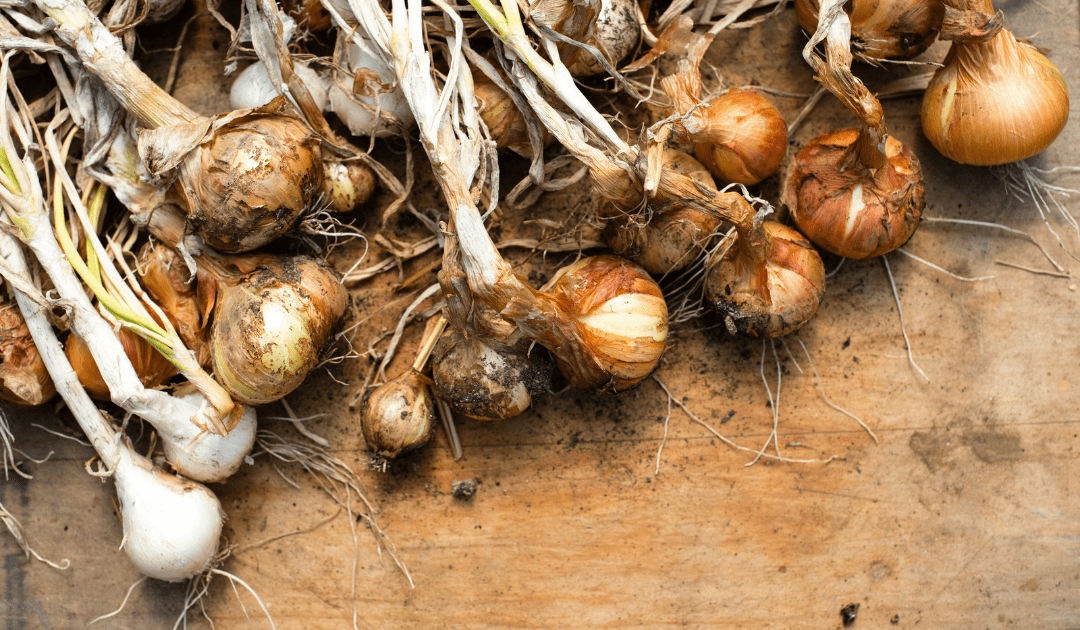 Onions in varying sized on a table | The Italian On Tour