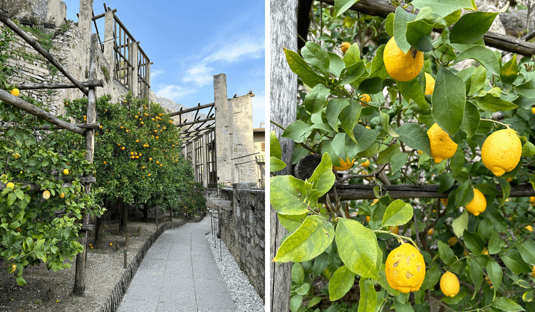 Lemons and lemon trees in Lake Garda