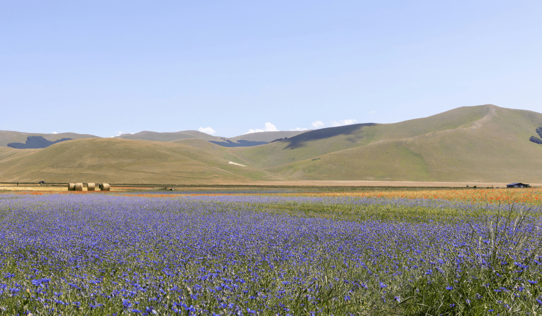 Wildflowers in a field in Umbria