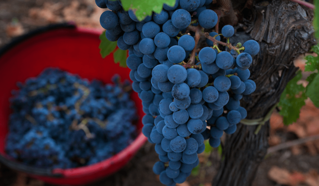 Red grapes on the vine with a red bucket in the background | The Italian On Tour