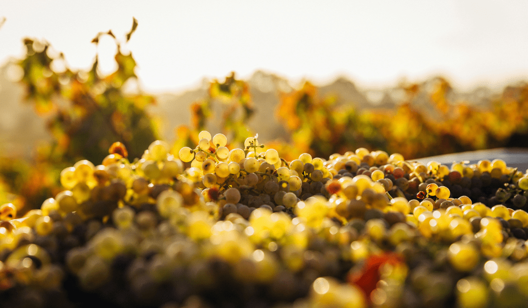 Red grapes on the vine with a red bucket in the background | The Italian On Tour