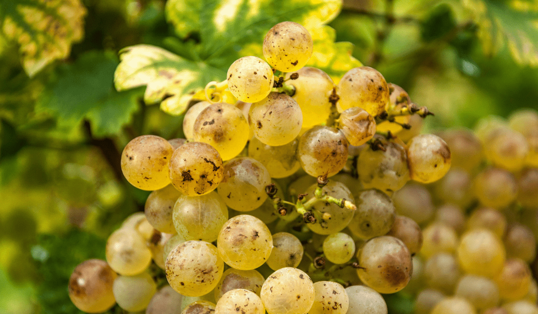 Guide to Italian White Wine | The Italian On Tour