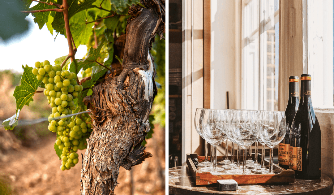 A shelf full of bottles of Italian Wine | The Italian On Tour