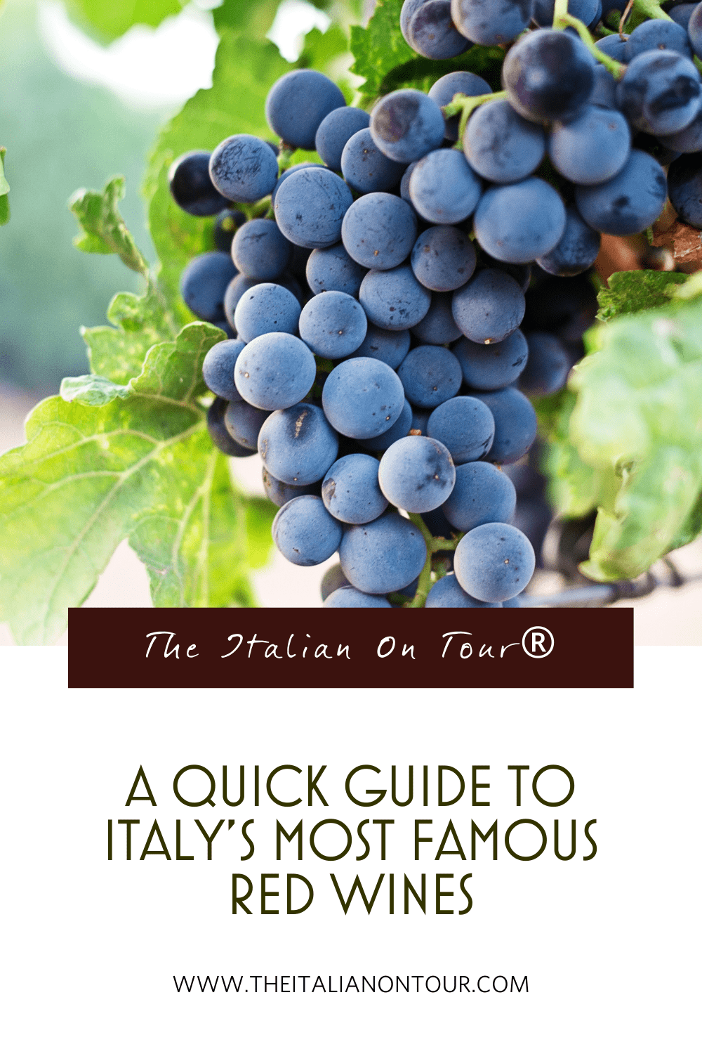 Pinterest Pin of The Most Famous Red Wines of Italy | The Italian On Tour