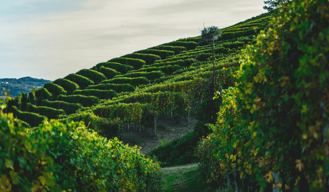 Vineyards on a mountainside | The Italian On Tour