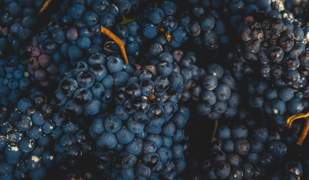 Purples grapes in bunches | The Italian On Tour