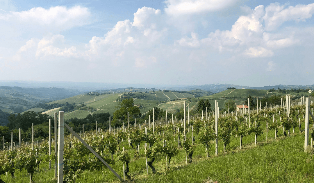 Vineyard in Italy under cloudy skies | The Italian On Tour