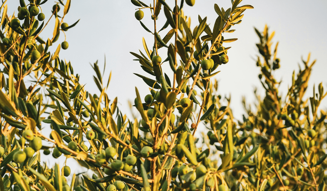 Olive Tree Details | The Italian On Tour